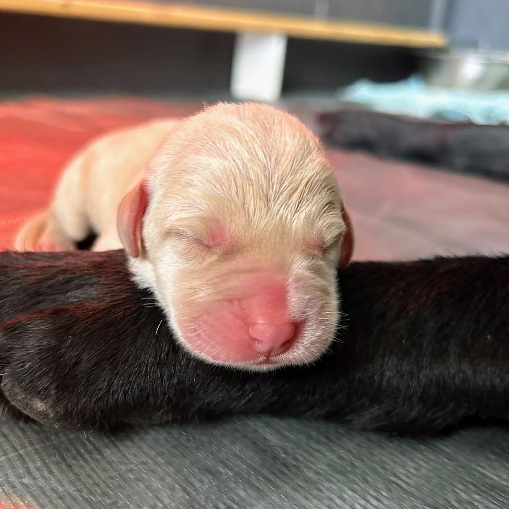 One hour old yellow lab puppy resting on Sasha's paw