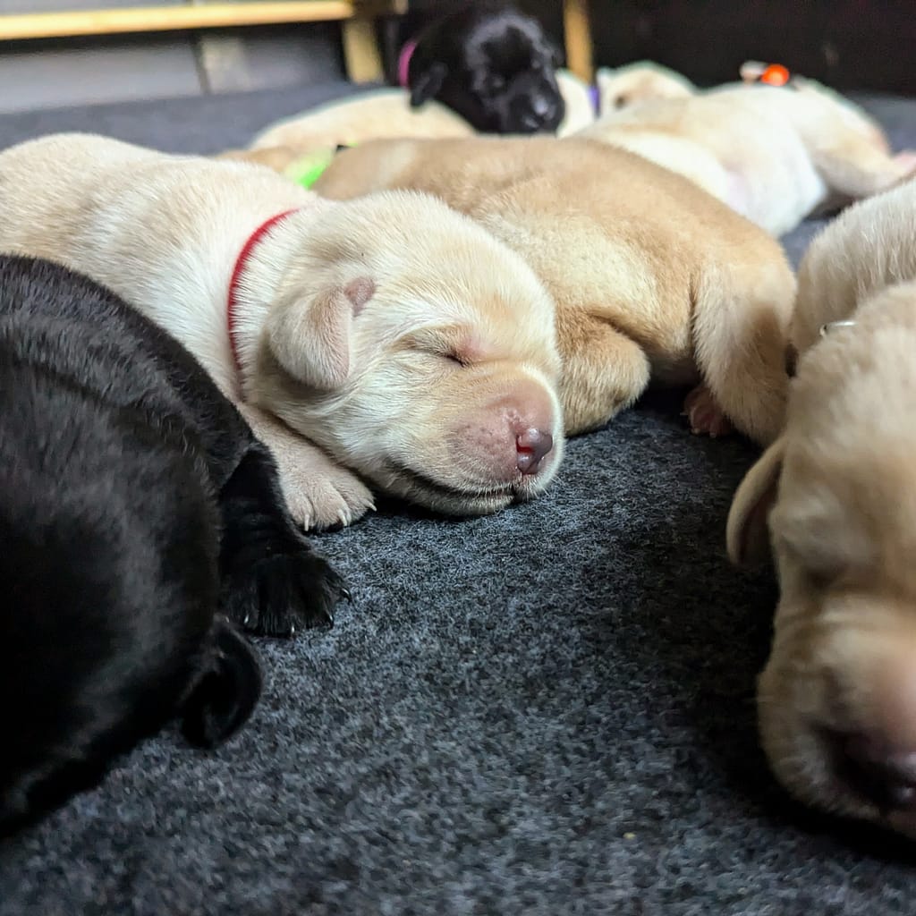 one week old puppies sleeping