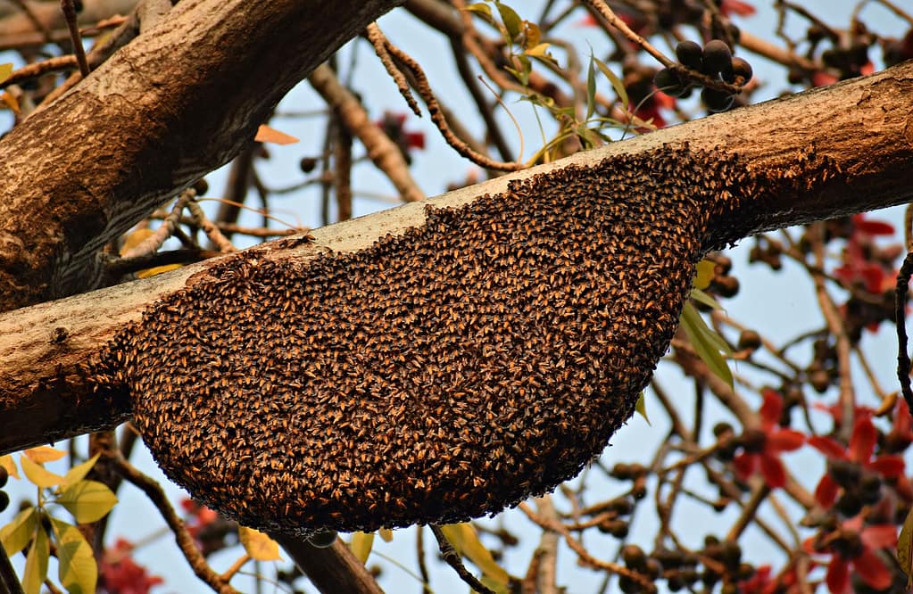 Honeybee Swarm needs to be saved