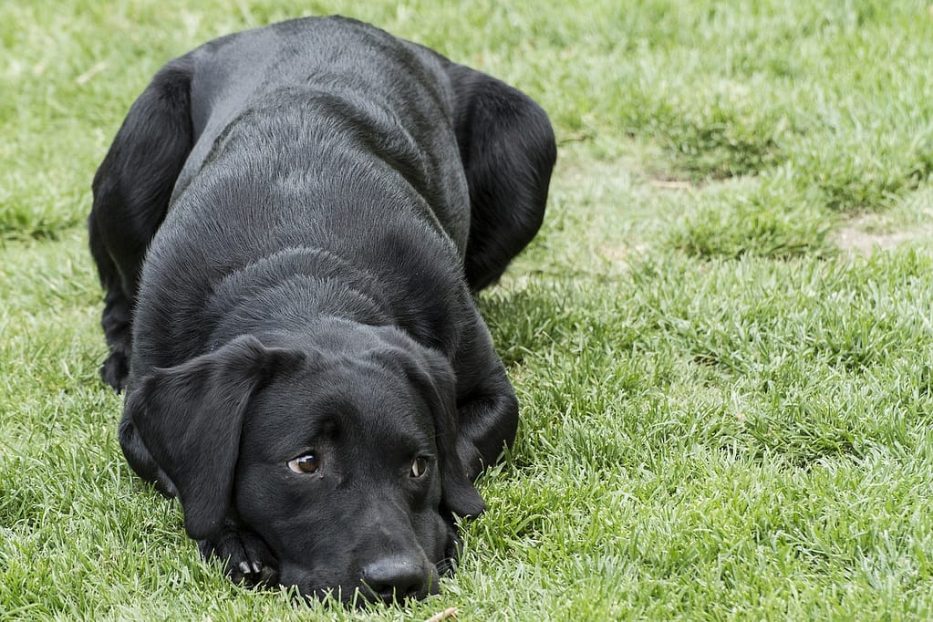 Adult black Labrador