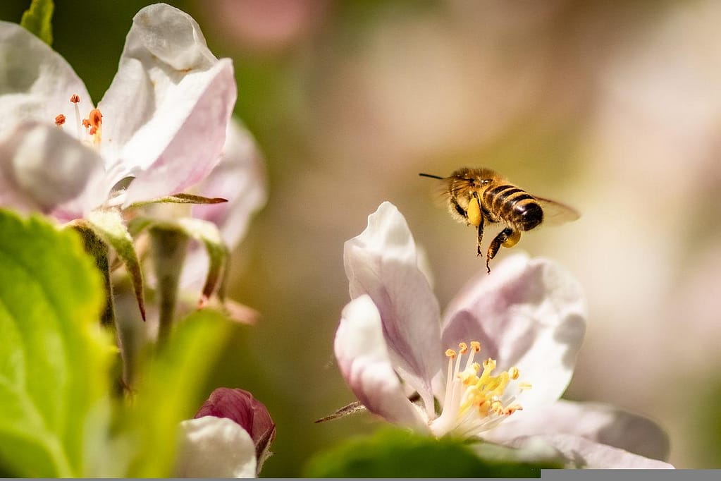 bee polinates apple blossom