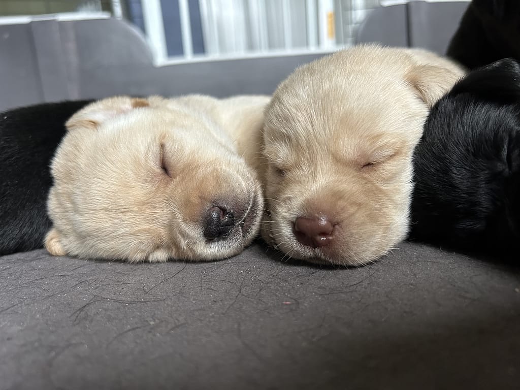 Two yellow lab puppy sleeping