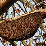 Honeybee Swarm needs to be saved