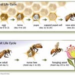 Honey Bee Life Cycle