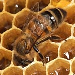 bee makes honey in comb cells