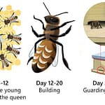 Different jobs of honeybees