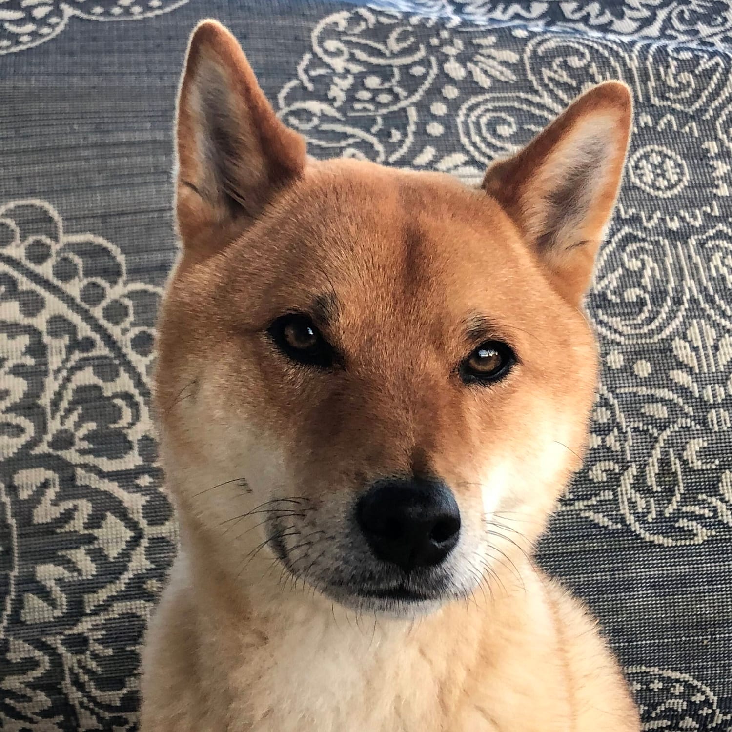 Tahoe the Shiba Inu member of Two Rivers Honey