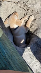 yellow puppy resting in a hole at the beach