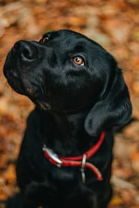 Puppy looking up