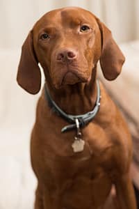 vizsla