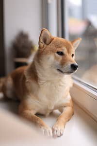 Shiba Inu