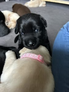 A black lab resting their head on a yellow lab puppy