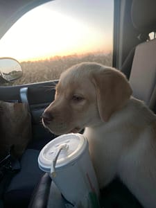 yellow puppy driving in the country