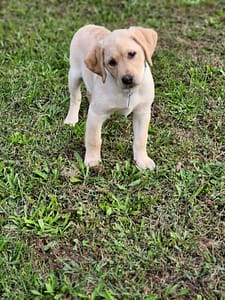 yellow puppy tilting its head in the grass