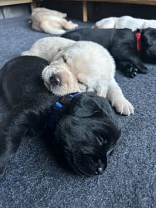 18-day-old yellow and black labs cuddling