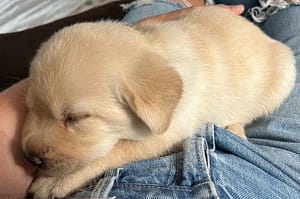 28 day old yellow lab sleeping