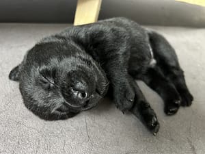 Black lab puppy being on their side