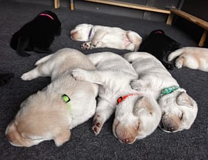 three 18-day-old yellow labs cuddling