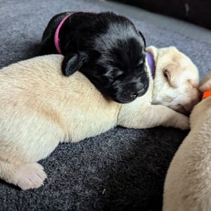 Black and yellow one week old Labrador retriever puppy sleeping