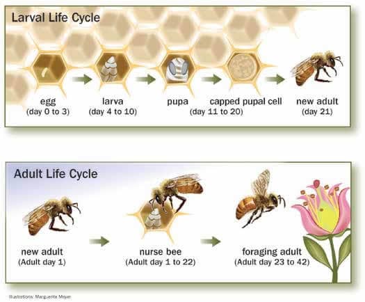 Honey Bee Life Cycle