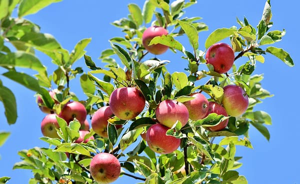 apples, fruits, apple tree-3535566.jpg