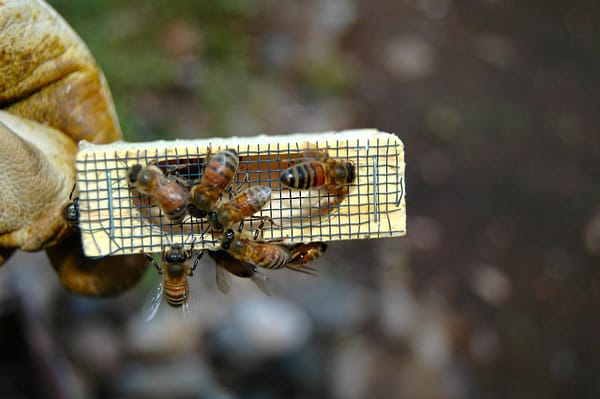 bees, queen cage, beekeeping-682940.jpg