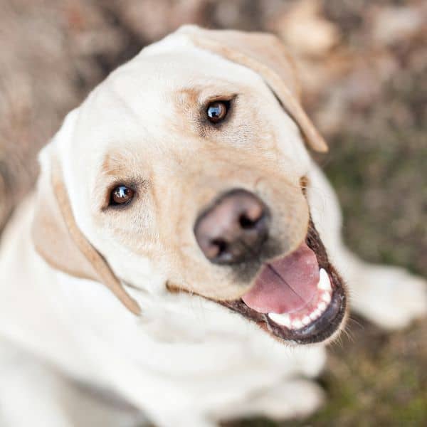 Happy yellow labrador retriever looking up