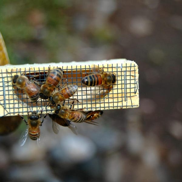 bees, queen cage, beekeeping-682940.jpg