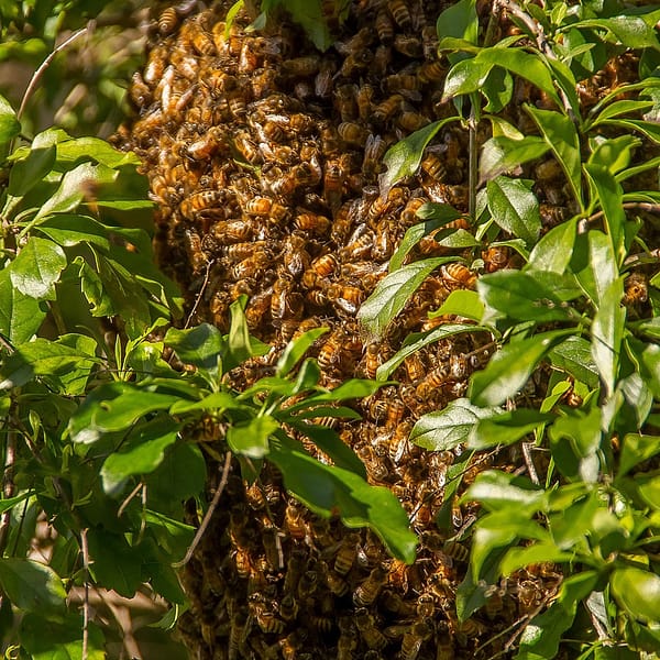 Honey Bee Swarm surrounded by leafs