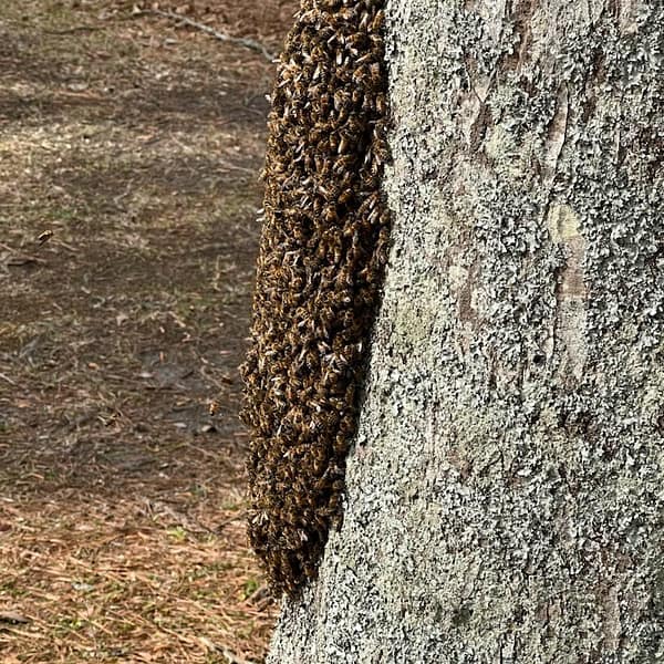 bee swarm Clustered at the base of a tree profile