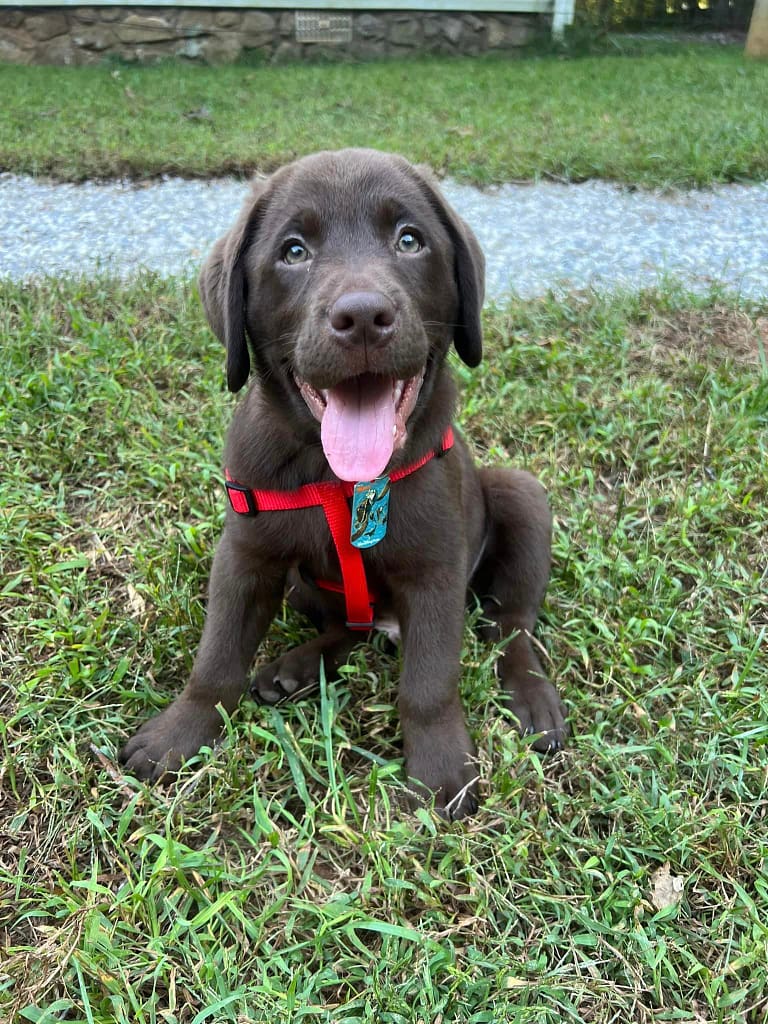 Brown puppy with red harness sitting in grass