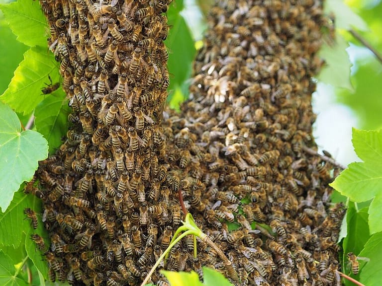 alt="Save A Honeybee Swarm surrounded by leafs"