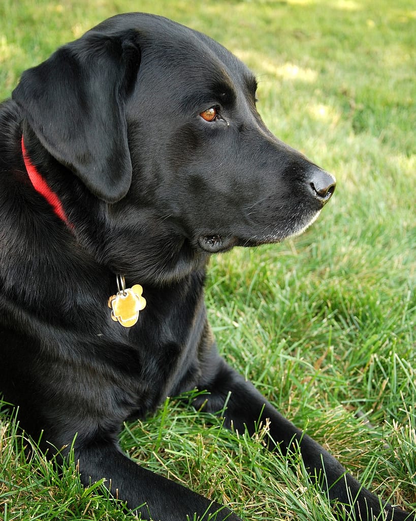 dog-labrador-retriever-black-lab