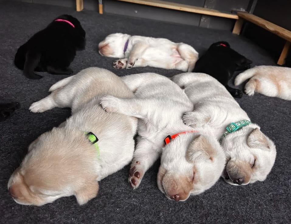 three 18-day-old yellow labs cuddling