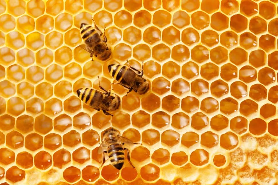 honey comb