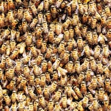 Save A Honeybee Swarm. Honeybees Bearding after swarming.