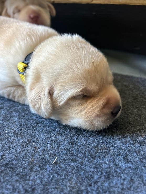 10 day old yellow lab sleeping