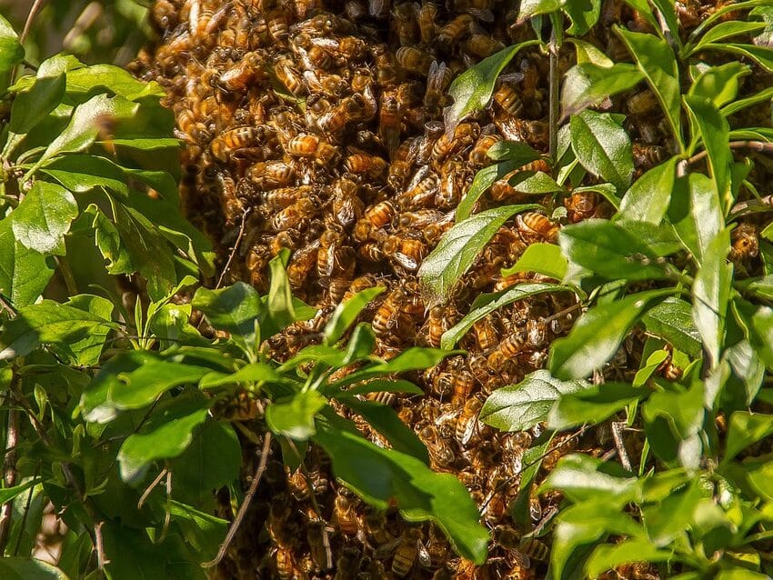 Honey Bee Swarm surrounded by leafs