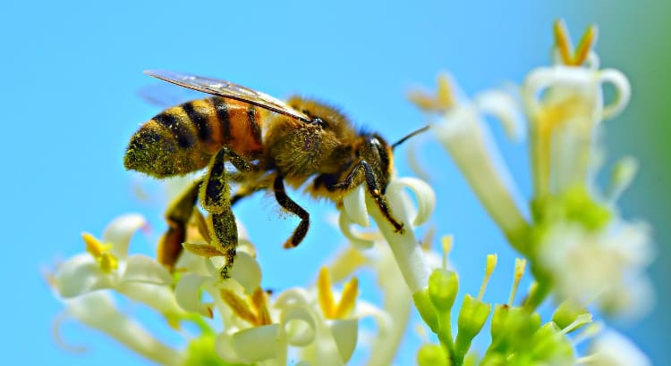 honey bee pollen covered on white blossom in Urban farm