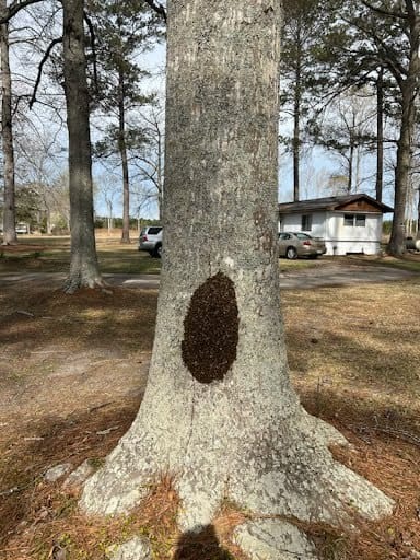 bee swarm Clustered at the base of a tree portrait