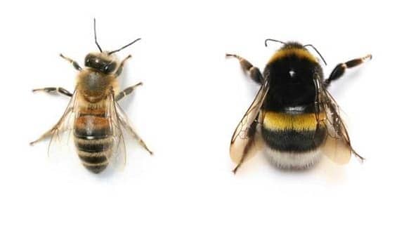 A honeybee next to a bumblebee on a white surface