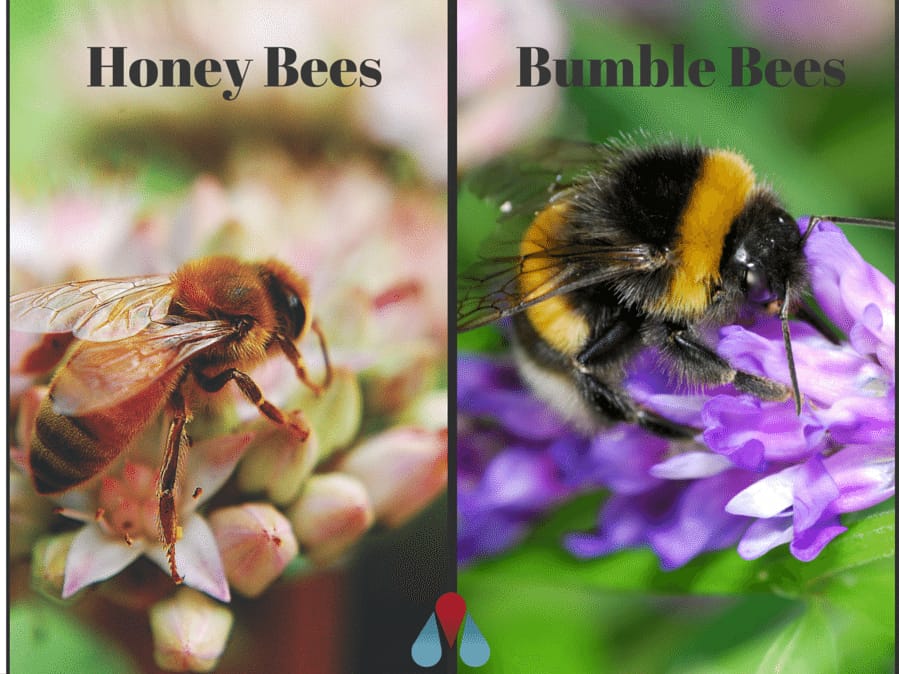 honeybee versus bumblebee On different colored flowers
