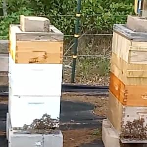 Apiary before bear attack